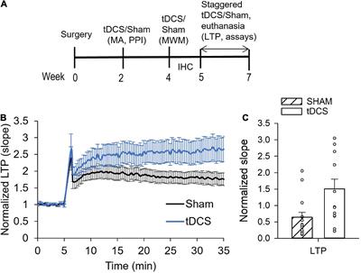 Effects of transcranial direct current stimulation on brain cytokine levels in rats